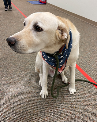 dog with a bandana collar
